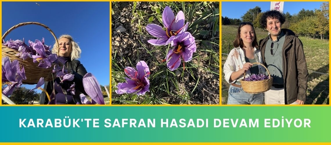 Karabük'te safran hasadı devam ediyor