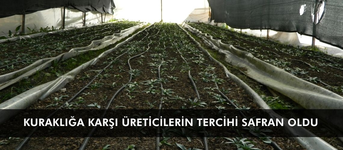 Kuraklığa karşı üreticilerin tercihi safran oldu
