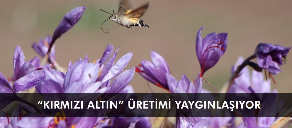 “Kırmızı altın” üretimi yaygınlaşıyor