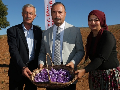 Safran Üretim Projesinde hasat zamanı