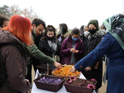 Edirne'de öğrenciler safran hasadı yaptı