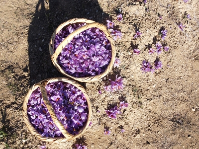 Mucize bitki safran için özel çalıştay