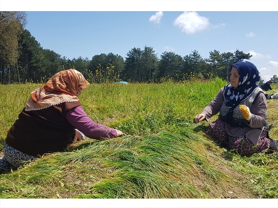 Kadın işçiler safran için kolları sıvadı