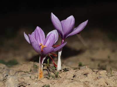 Karabük'te safran hasadı başladı