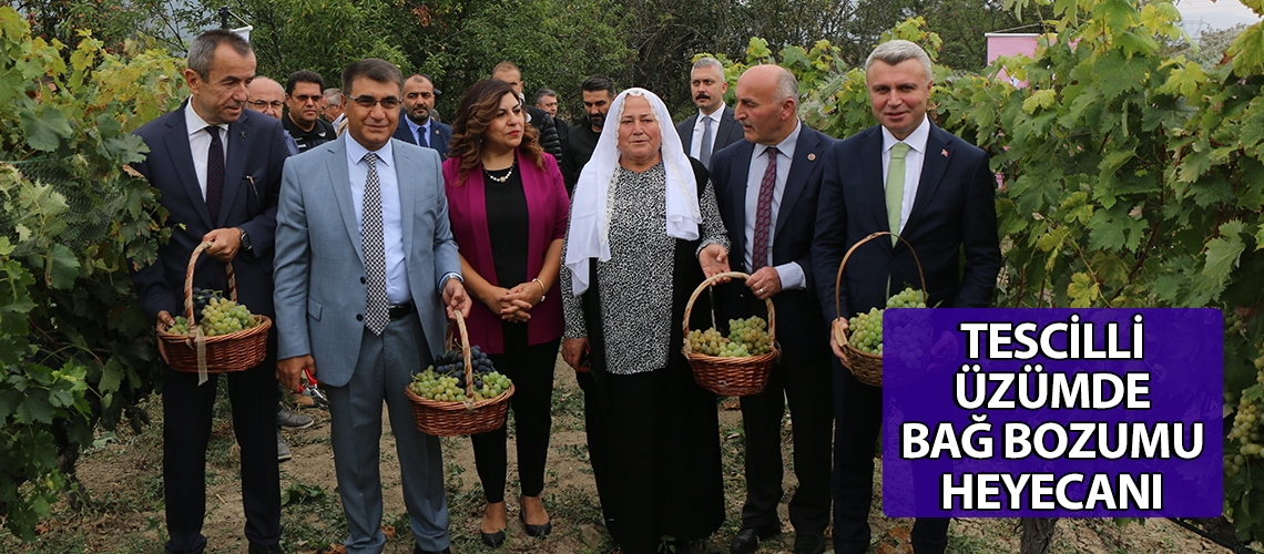 Tescilli üzümde bağ bozumu heyecanı