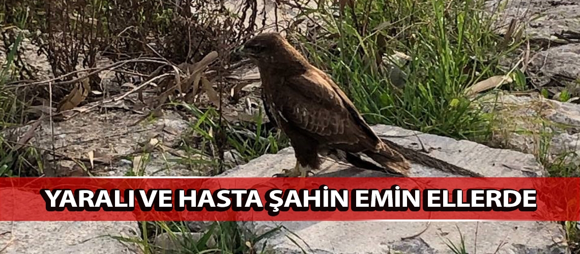 Yaralı ve hasta şahin emin ellerde
