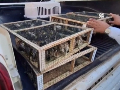 Yurt dışına çıkarılmak istenen 786 saka kuşu ele geçirildi