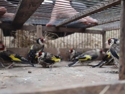 Denetimlerde ele geçirilen 400 saka kuşu doğaya salındı