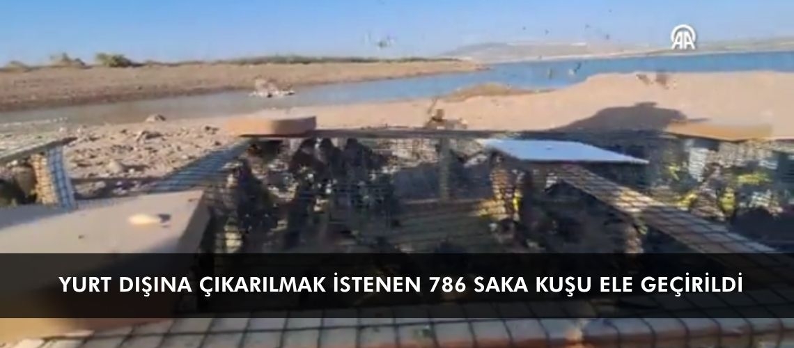 Yurt dışına çıkarılmak istenen 786 saka kuşu ele geçirildi
