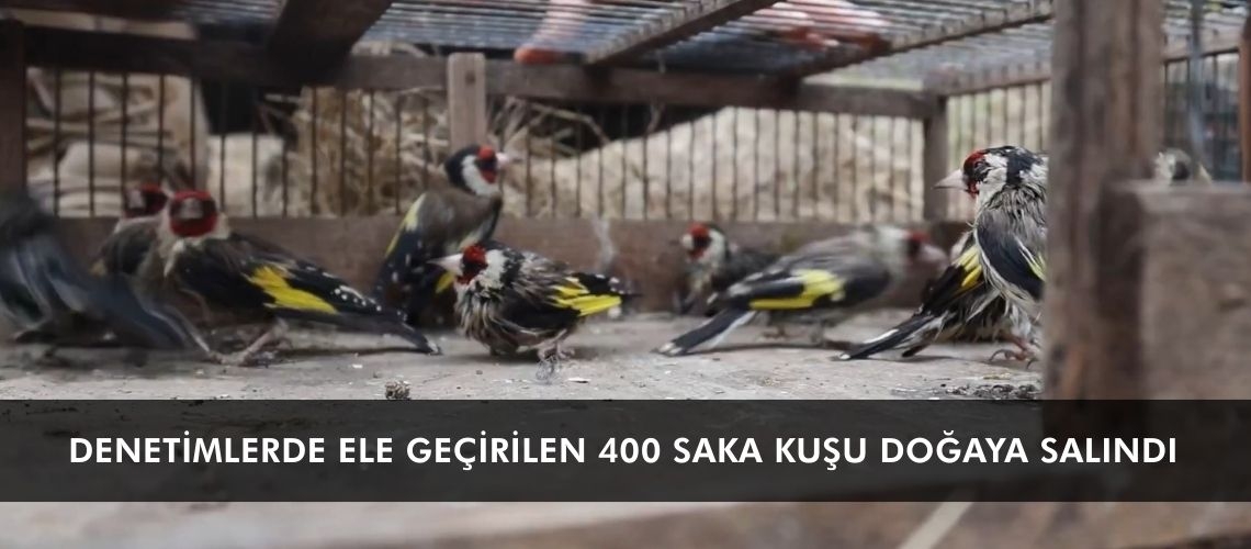 Denetimlerde ele geçirilen 400 saka kuşu doğaya salındı