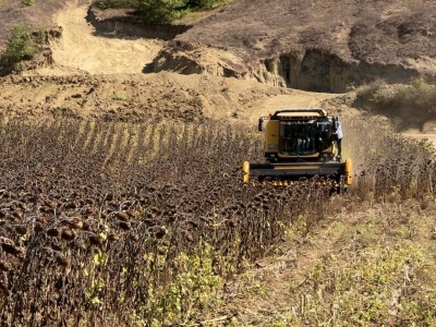 Sakarya'da üreticiler hibrit ayçiçeği topluyor