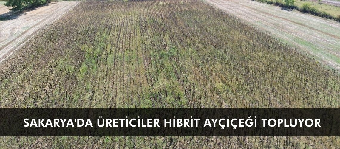 Sakarya'da üreticiler hibrit ayçiçeği topluyor