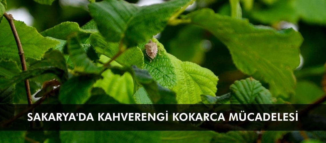 Sakarya'da kahverengi kokarca mücadelesi