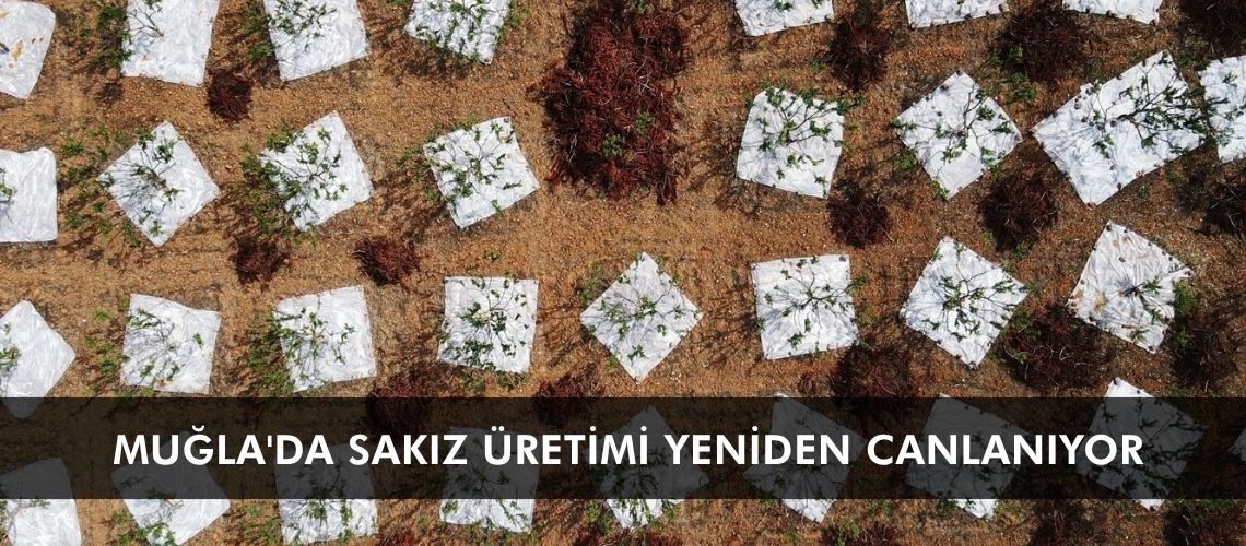 Muğla'da sakız üretimi yeniden canlanıyor