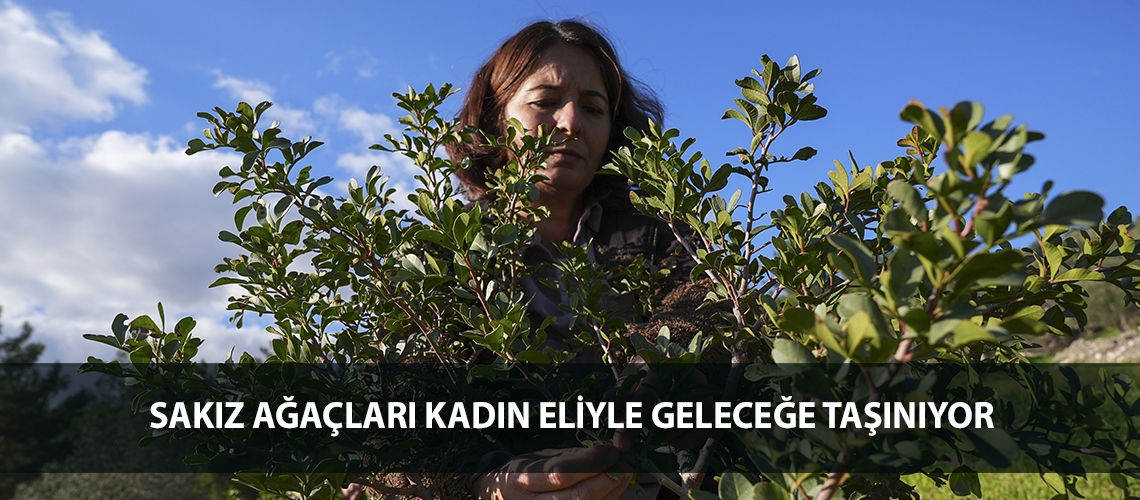 Sakız ağaçları kadın eliyle geleceğe taşınıyor