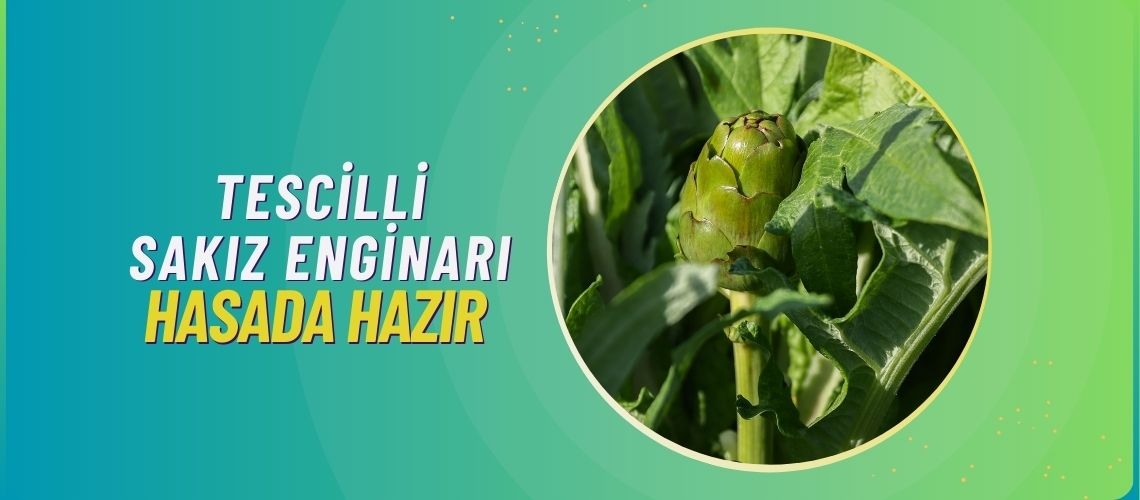 Tescilli sakız enginarı hasada hazır