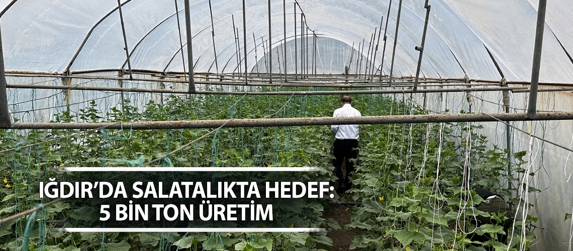 Iğdır’da salatalıkta hedef: 5 bin ton üretim