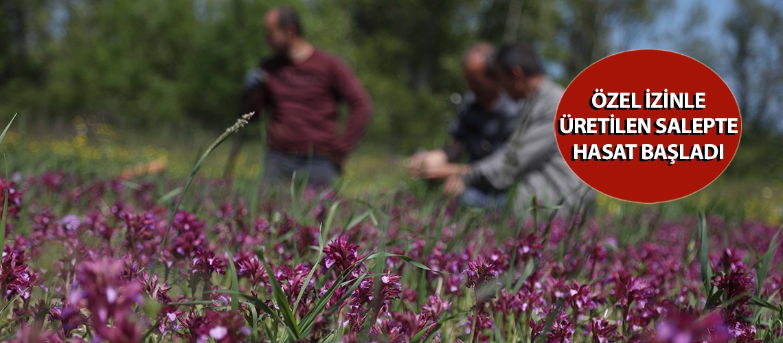 Özel izinle üretilen salepte hasat başladı