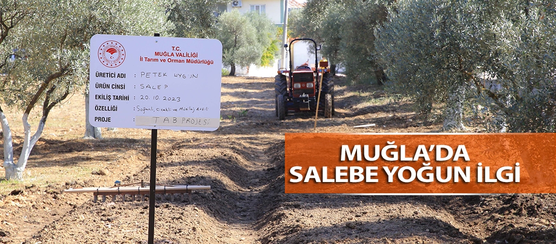 Muğla’da salebe yoğun ilgi