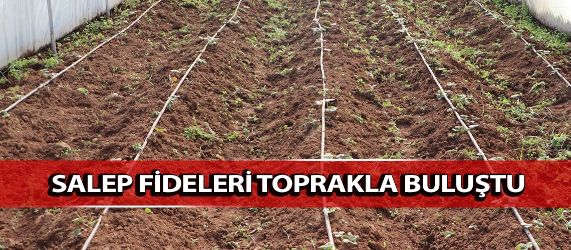Salep fideleri toprakla buluştu