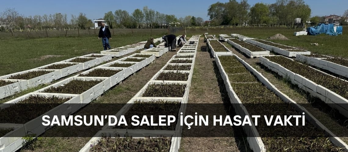 Samsun’da salep için hasat vakti