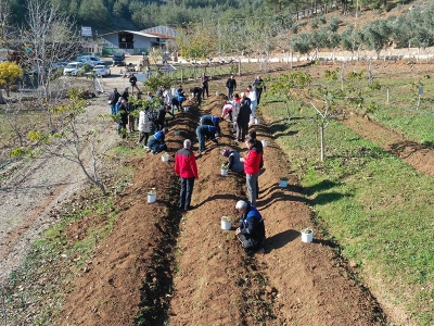 Salep fideleri toprakla buluştu