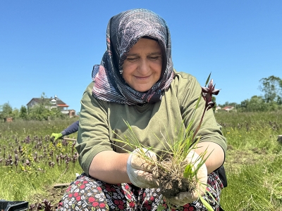 Bu orkideler özel izinle yetişiyor