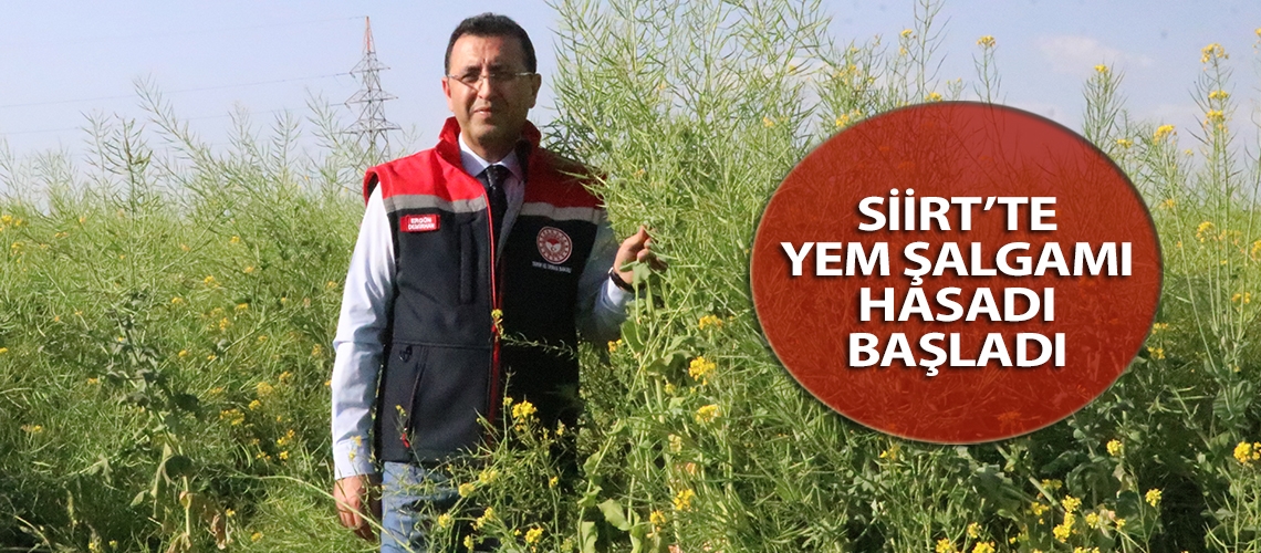 Siirt’te yem şalgamı hasadı başladı