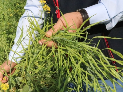 Siirt’te yem şalgamı hasadı başladı