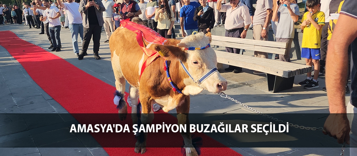 Amasya'da şampiyon buzağılar seçildi