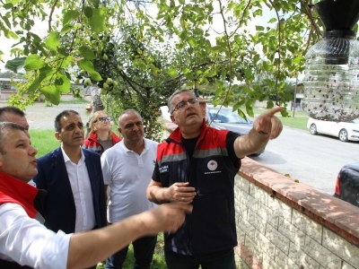 Kahverengi kokarca 'cezbet-öldür' tuzaklarıyla önleniyor