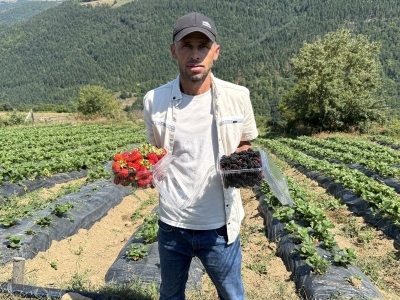 Destekle üretilen böğürtlen çiftçiye kazanç sağlıyor