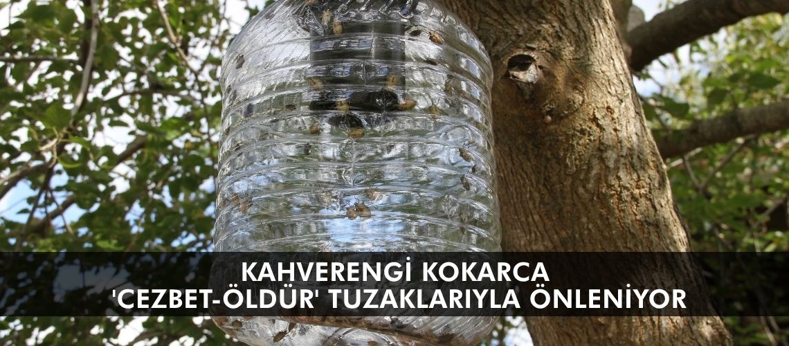 Kahverengi kokarca 'cezbet-öldür' tuzaklarıyla önleniyor
