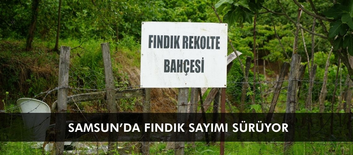 Samsun’da fındık sayımı sürüyor