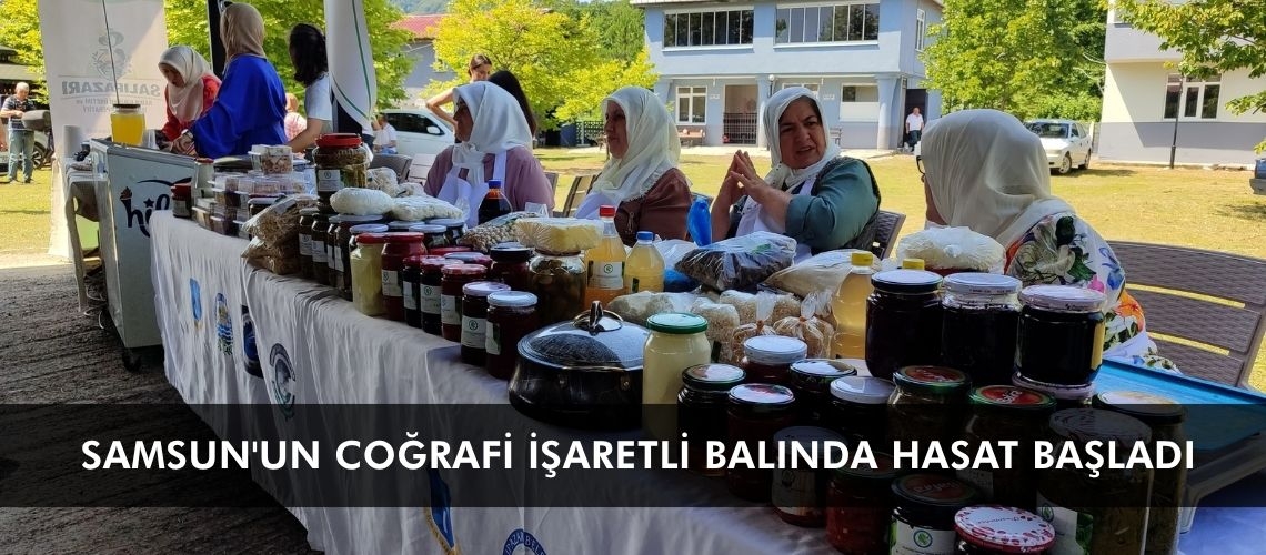 Samsun'un coğrafi işaretli balında hasat başladı