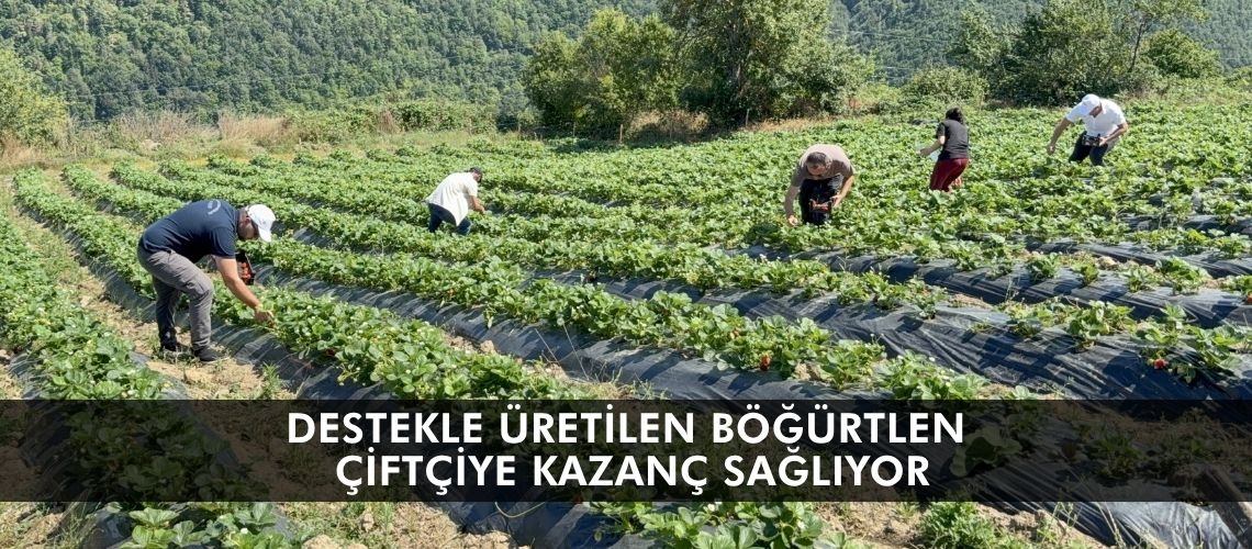 Destekle üretilen böğürtlen çiftçiye kazanç sağlıyor