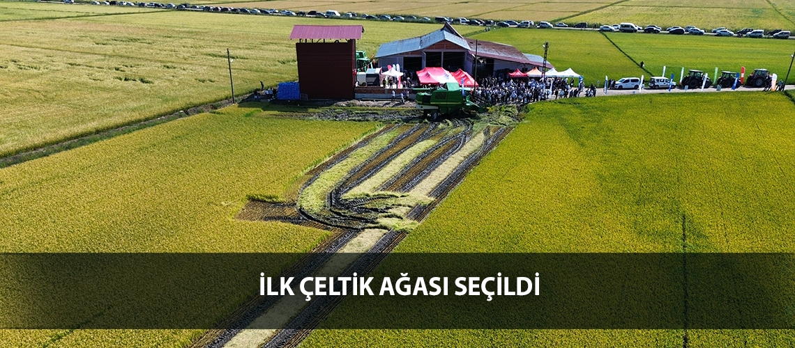 İlk çeltik ağası seçildi