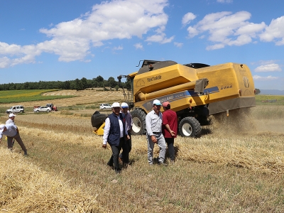 Samsun’da hasat bereketiyle devam ediyor
