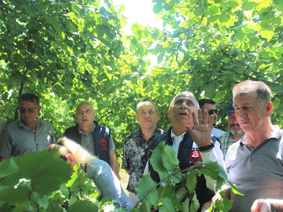 Fındıkta rekolte çalışmaları başladı