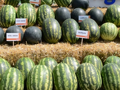 Bafra Ovası'nda karpuz tarla günü