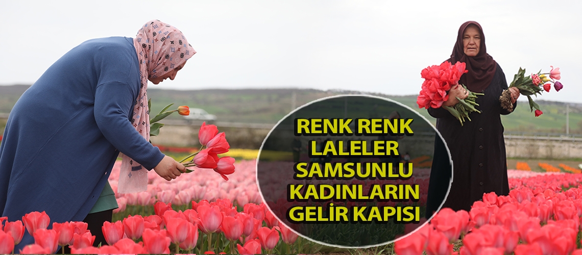 Renk renk laleler Samsunlu kadınların gelir kapısı