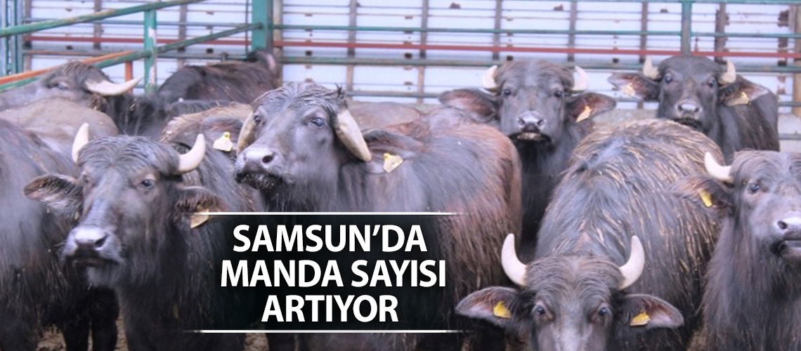 Samsun’da manda sayısı artıyor