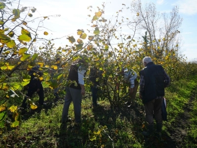 Samsun fındık üretiminde zirvede