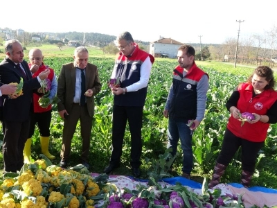 Samsunlu çiftçiler renkli karnabahar üretiyor