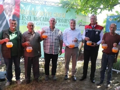 Samsun’da Akdeniz meyve sineğine karşı tuzak dağıtıldı