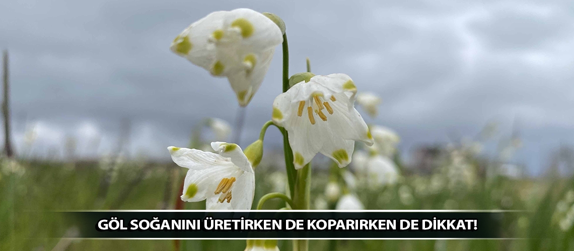 Göl soğanını üretirken de koparırken de dikkat!