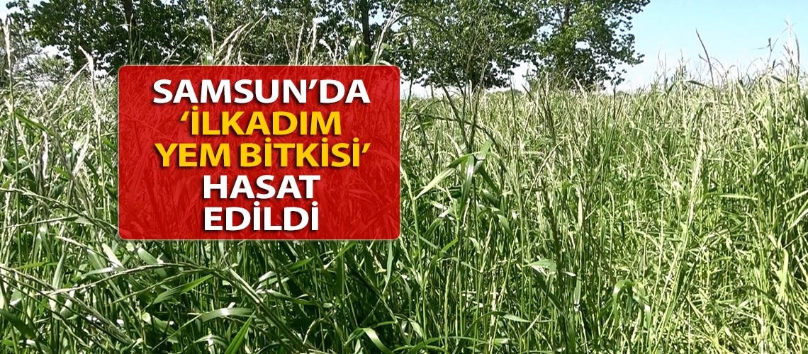 Samsun’da ‘İlkadım Yem Bitkisi’ hasat edildi