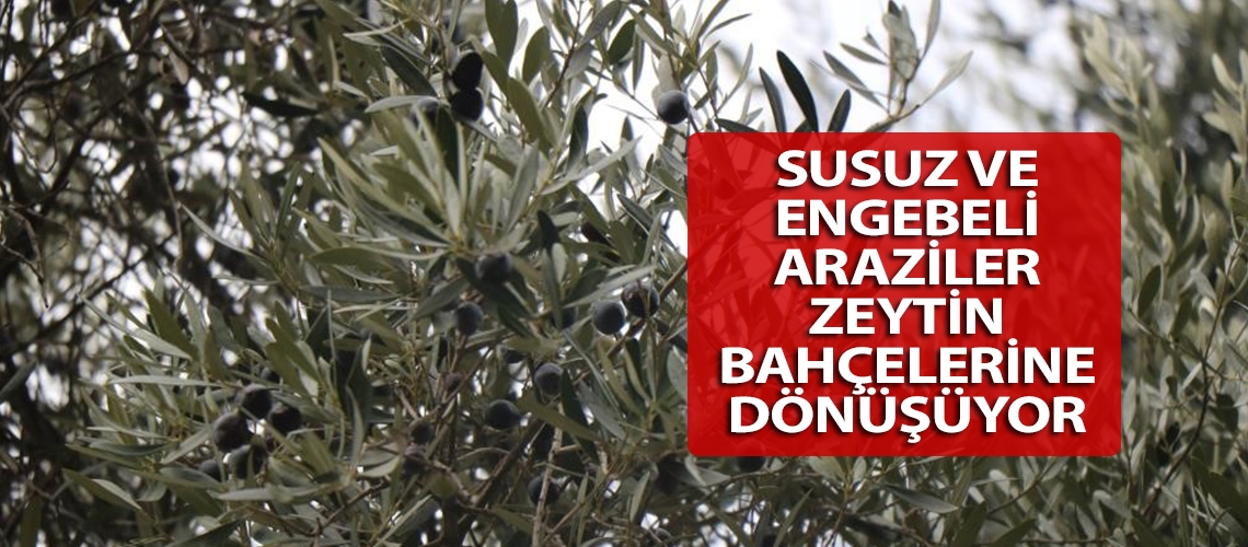 Susuz ve engebeli araziler zeytin bahçelerine dönüşüyor