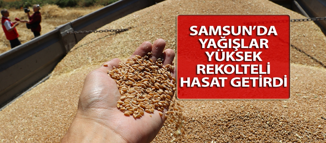 Samsun’da yağışlar yüksek rekolteli hasat getirdi