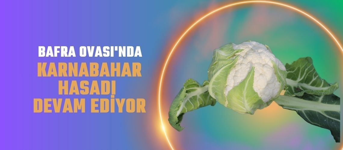Bafra Ovası'nda karnabahar hasadı devam ediyor